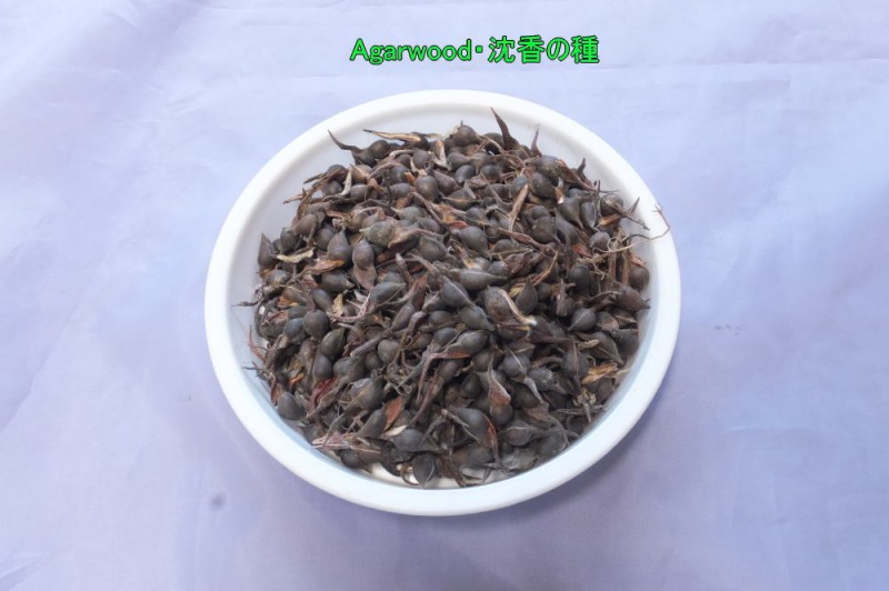 沈香 Agarwoodの種 10粒 シンボルツリー 苗木 記念樹 苗木 色々な植木 樹木の苗木販売 樹葉園