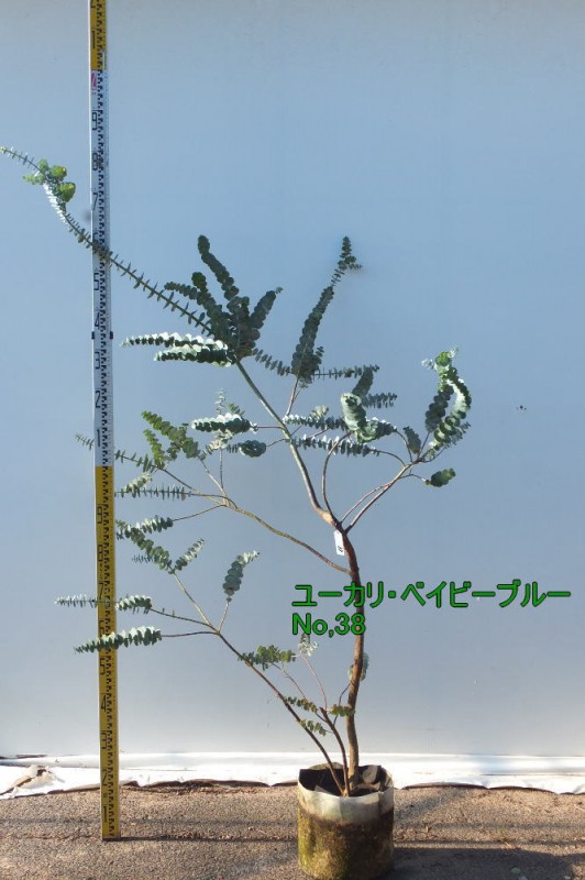 ユーカリ・ベイビーブルー №38 | シンボルツリー 苗木/記念樹 苗木
